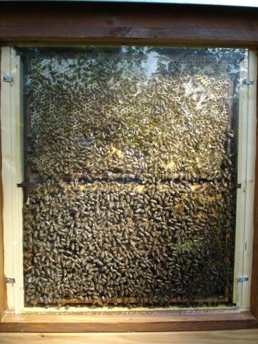 Bienenschaukasten